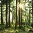 Sunbeam through Trees, Photowall