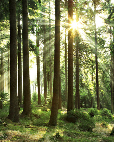 Tapet cu un design natural, Sunbeam through Trees, ce prezintă o pădure de pini și razele soarelui ce pătrund prin copaci.