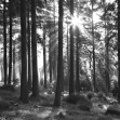 Sunbeam through Trees, Monochrome, Photowall