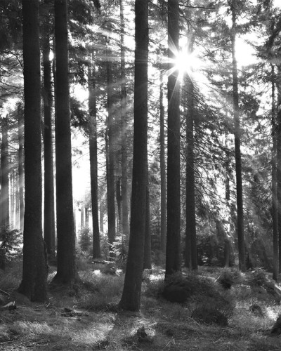 Tapet Sunbeam through Trees, Monochrome