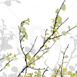 Mountain Birch, Green, Photowall