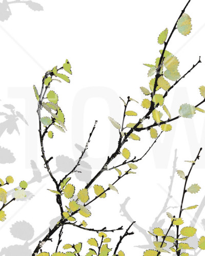Fototapet Photowall PHW-E19525. Conține culorile: Galben, Galben Sulfuric, Verde, Verde Măsliniu, Negru, Negru Trafic