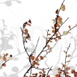 Mountain Birch, Orange, Photowall