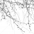 Spring Beech, Silver, Photowall