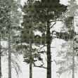 Weaving Wood, Dark, Photowall