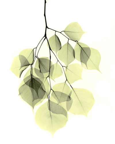 Fototapet Photowall PHW-E21792. Conține culorile: Verde, Verde Pastel, Verde, Verde Palid, Verde, Verde Măsliniu, Negru, Negru Închis, Alb, Alb Trafic