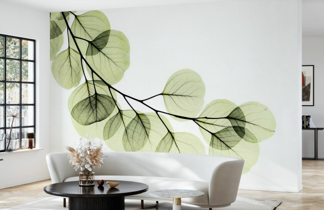 Eucalyptus, Photowall Photowall