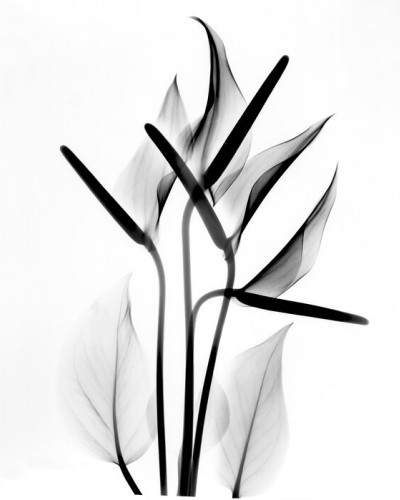 Fototapet cu design modern și elegant, cu o plantă cu frunze delicate în tonuri de gri și negru, ideal pentru living, dormitor sau birou.