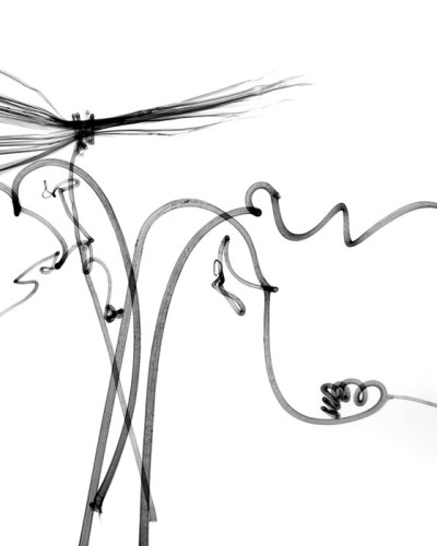 Tapet Dragonfly, abstract minimalist, modern, design artistic