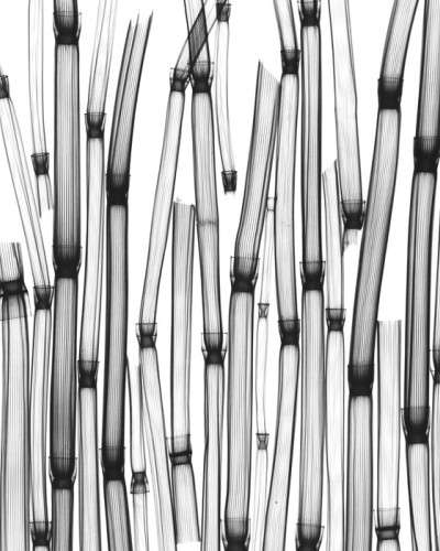 Tapet Horsetail cu design minimalist in nuante de gri