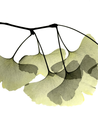 Tapet cu design minimalist Ginkgo Biloba, cu frunze de Ginkgo Biloba in tonuri delicate de verde