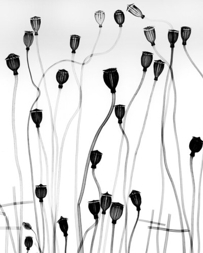 Tapet minimalist cu flori negre pe un fundal alb