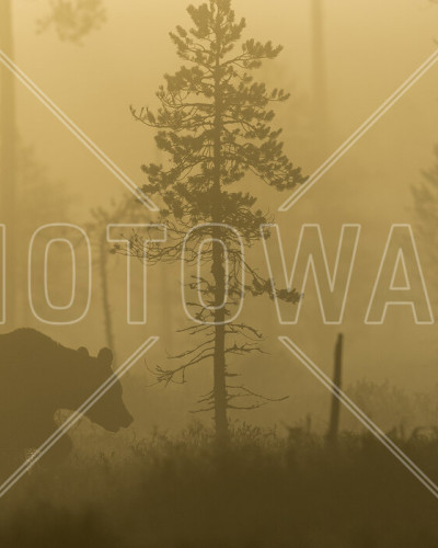 Bear in Morning Fog wallpaper, un urs intr-o padure cu ceață dimineata.
