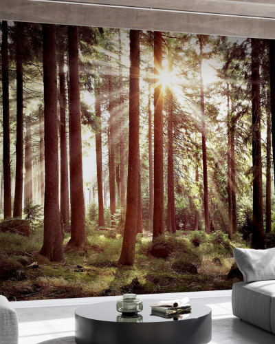 Sunbeam through Trees wallpaper, retro style forest scene with sunlight streaming through the trees