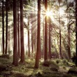 Sunbeam through Trees, Retro, Photowall