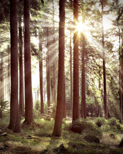 Sunbeam through Trees wallpaper, retro style forest scene with sunlight streaming through the trees