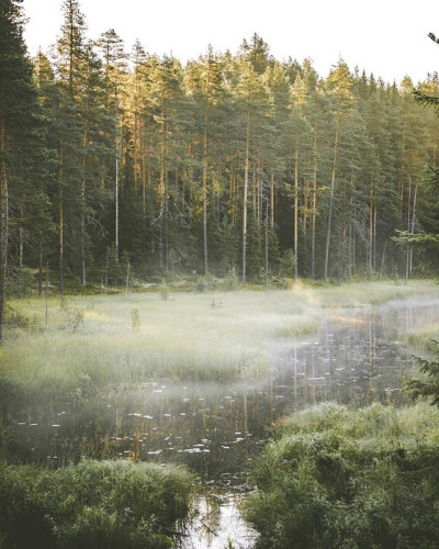 Tapetul  The Secret Place cu un lac înconjurat de copaci înalți.