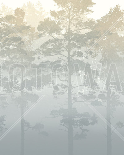 Misty Pine Forest, Photowall