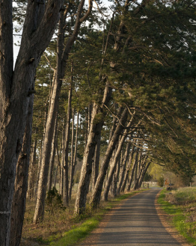 Fototapet Country Road, un drum printr-o pădure de pini, cu o luminozitate caldă a soarelui.