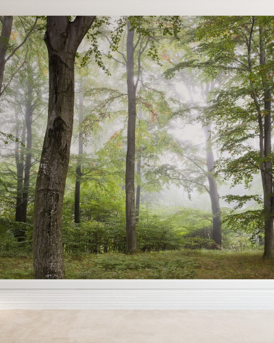 Tapet foto Forest Fog cu imaginea unei paduri învăluite în ceață