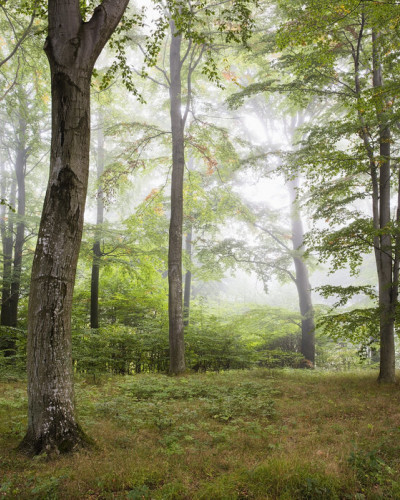 Tapet foto Forest Fog cu imaginea unei paduri învăluite în ceață