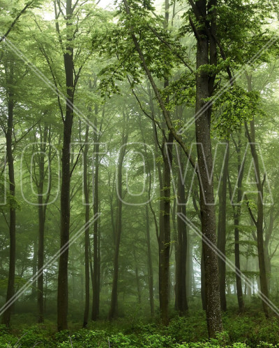 Tapet cu design de pădure verde