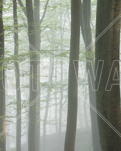 Wallpaper Misty Beech Forest cu un peisaj liniștit de pădure, cu copaci înalți și o ceață ușoară. Ideal pentru dormitoare, livinguri sau birouri.