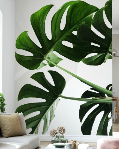 Tapet cu frunze de Monstera