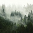 Foggy Forest, Photowall