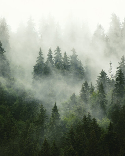 Foggy Forest, Photowall