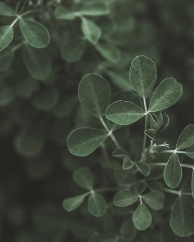 Tapet cu frunze verzi Low Key Leaf, perfect pentru un design modern și natural.