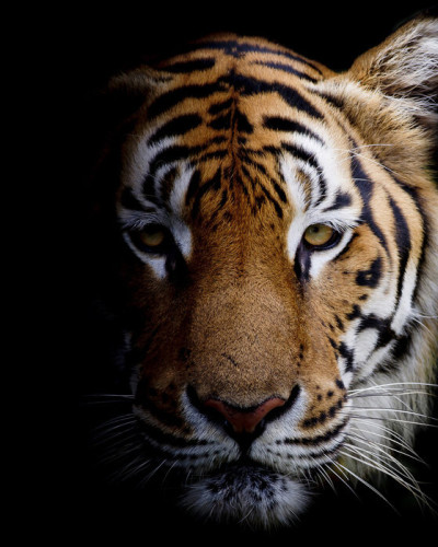 Tapet cu un Tiger realist, pe fundal negru