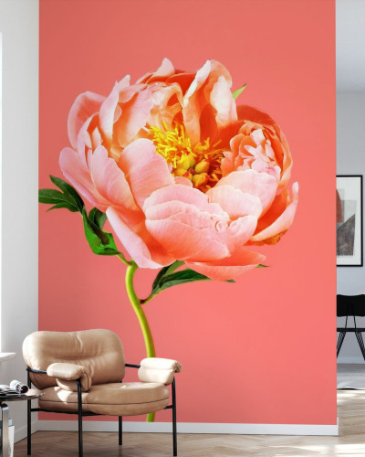 Tapet cu floare peony pe fundal coral.