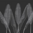 Leafage, Photowall