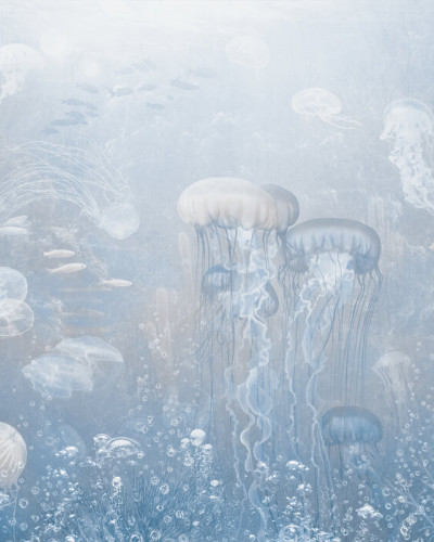 Jellyfish Garden, Blue, Photowall