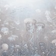 Jellyfish Garden, Sepia, Photowall