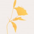 Sunflower, Photowall