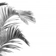 Piece of Paradise, BW, Photowall