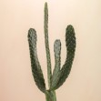 Cacti, Beige, Photowall