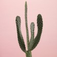 Cacti, Pink, Photowall