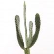 Cacti, White, Photowall