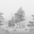 Bohemian Forest, BW, Photowall
