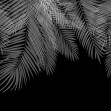 Hanging Palm Leaves, Black-White, Photowall