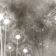 Dandelion Sky IV, Photowall