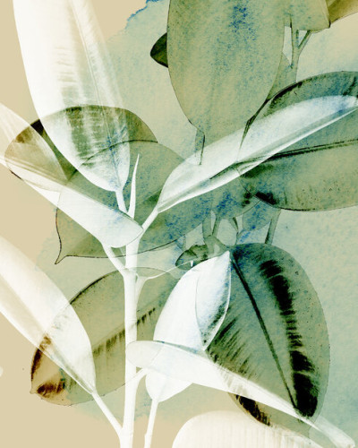 Tapet cu Ficus Elastica - Design elegant cu frunze mari si verzi, perfect pentru living, dormitor sau birou.