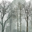 Early Spring in the Woods, Photowall