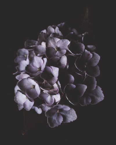 Tapet floral cu flori mov pe un fundal negru