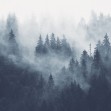 Foggy Forest, Blue, Photowall