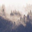 Foggy Forest, Vintage, Photowall