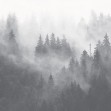 Foggy Forest, Grey, Photowall